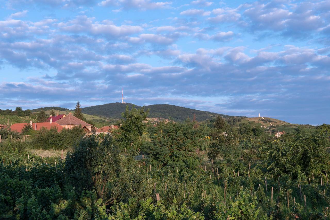 Pataky Borporta Bed and Breakfast Tarcal Εξωτερικό φωτογραφία