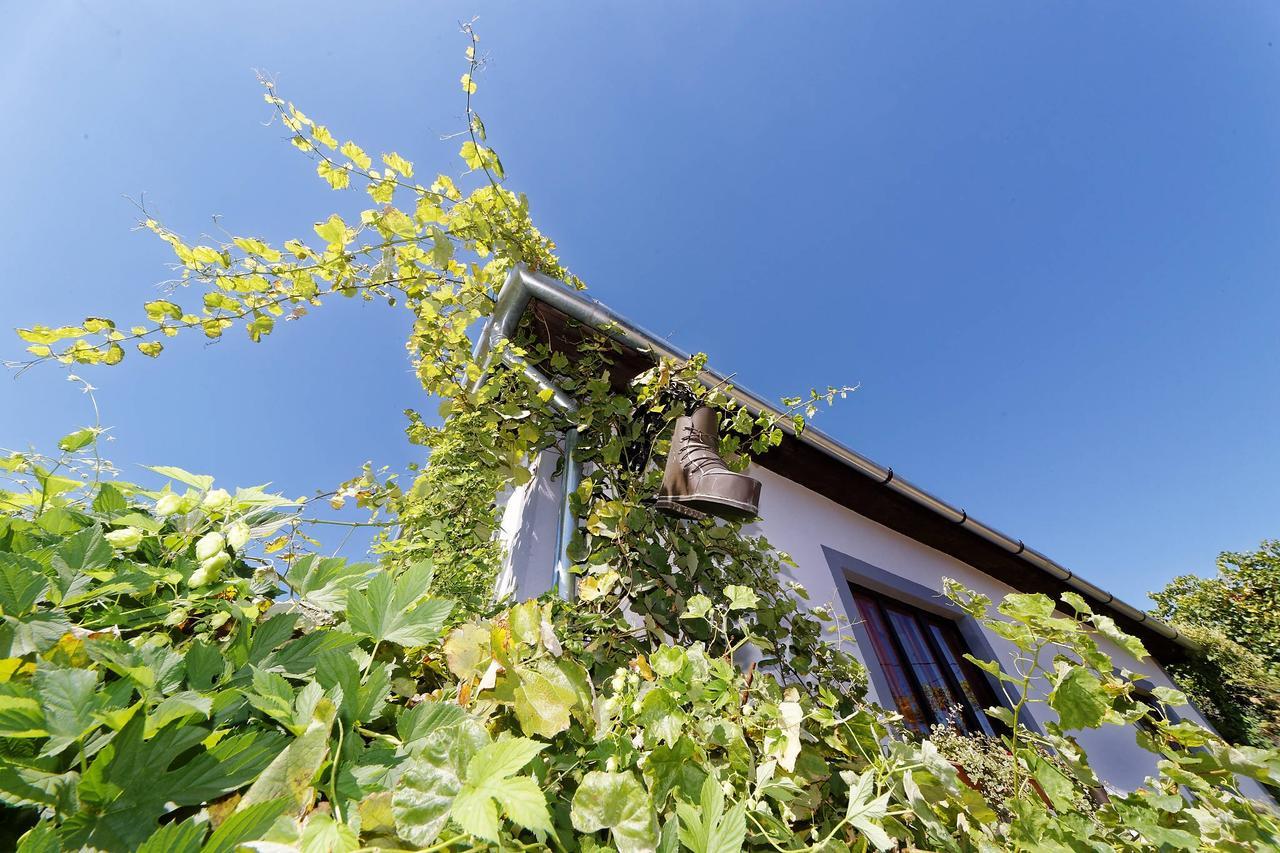 Pataky Borporta Bed and Breakfast Tarcal Εξωτερικό φωτογραφία